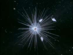 ECU Microscopic Globigerinella Plankton Animal and Copepods, Bermuda Stock Footage