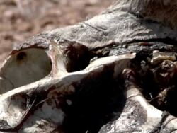 Head of cow carcass Stock Footage