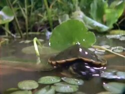 Terrapin, MCU rain drops onto terrapin on leaf in water, terrapin goes into water.  Panama. Stock Footage