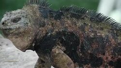 CLEAN : Conservationists turn poisoners News Clip