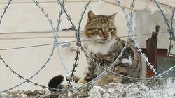 Cat on a fence with barbed wire Stock Footage