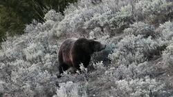 MS shot of a large male grizzly (Ursus arctos) walking through the sagebrush in early spring Stock Footage