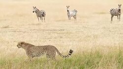 Cheetahs Hunting / preying Stock Footage