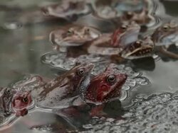MS Shot of Frogs in puddle during breeding season watching over their eggs / Moscow region, Russia  Stock Footage