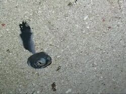MS Green Turtle hatclings, emerging from sand, Sangalaki, Indonesia Stock Footage