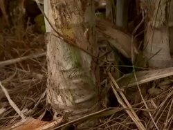 Close up palm tree getting cut down. Stock Footage