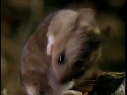 CU Woodmouse cleaning Stock Footage