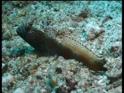 Metallic Shrimp Goby resting by shrimp excavating burrow, Celebes Sea, Derawan, Indonesia Stock Footage
