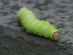 MS Bright green grub worm is crawling on stone ledge / Chapel Hill, North Carolina, United States Stock Footage
