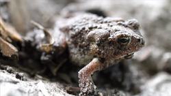 Vertebrate Instructional Video