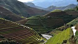 terraced rice field in Mu Chang Chai, Vietnam Stock Footage