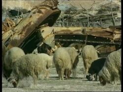 IRAQ: BASRA: DEPLETED URANIUM WEAPONS (V) News Clip