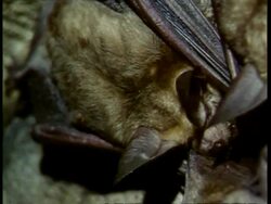 CU Parasites crawling over sleeping Bat, USA Stock Footage
