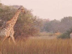 MS TS Shot of giraffe walking to other giraffes left to right / ghanzi district, ghanzi district, botswana Stock Footage