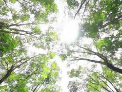 forest Stock Footage