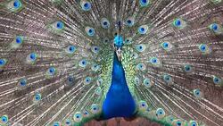 peacock with feathers out Stock Footage