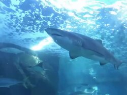 MS PAN Man taking self portrait by shark filled aquarium / Western Cape, South Africa Stock Footage