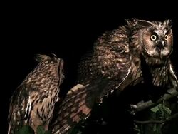 MS Shot of Long Eared Owl, asio otus, Adults with Open Beak / Calvados, Normandy, France  Stock Footage