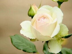 CU Shot of white rose in garden, Rosa / Konz, Rhineland-Palatinate, Germany Stock Footage