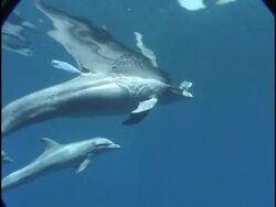 Baby wild Dolphin with family unit Stock Footage