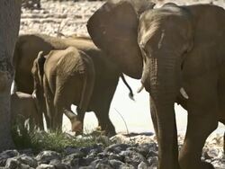 Elephants at Waterhole Stock Footage
