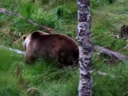 Brown bear walking in the grass. Stock Footage