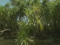 Pandanis palm (Richea pandanifolia) by South Alligator River, Kakadu National Park, NT, Australia Stock Footage