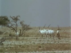 WA Jiddat mirage, Arabian Oryx, Oryx leucoryx, standing in desert in midday heat, Jiddat al Harasis desert, Oman Stock Footage