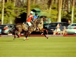 SLO MO SWISH PAN with fast galloping polo players against background of spectators and their vehicles parked along the edge of polo field  / Indio, California, USA  Stock Footage