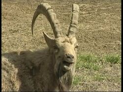 Visitors complain the zoo in Kabul is cramped and dirty News Clip