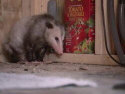 LA Scared young opossum cowers in a corner / Baton Rouge, Louisiana, United States Stock Footage