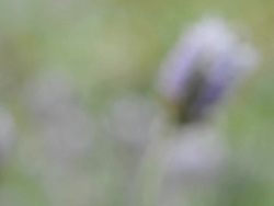Lavender flower field Stock Footage