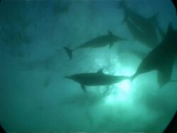 MS underwater view of Gannets, Common dolphins, and sharks attacking large ball shoal of Sardines, South Africa Stock Footage