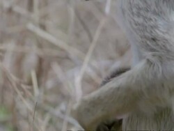 Baboons, mother and young, CU, Tanzania Stock Footage