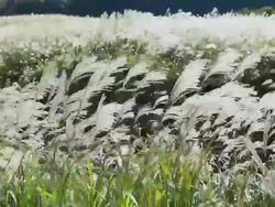 CU Pampass grasses swaying by wind / Hakone, Kanagawa, Japan Stock Footage