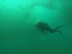 Scientist diver looking for shark to tag, swimming through bait ball, North Carolina, Atlantic Ocean  Stock Footage