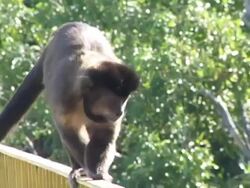 CU, Brazil, Rio de Janeiro, Tufted Capuchin walking on banister Stock Footage