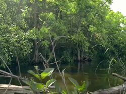 MS POV Shot of Louisiana Swamp Stock Footage