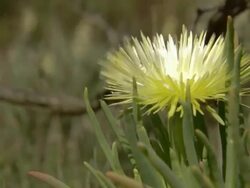 MS Shot of Yellow petalled succulent / Namaqualand, Northern Cape, South Africa Stock Footage