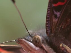 Red Admiral (Vanessa atalanta), close up head and proboscis, UK Stock Footage