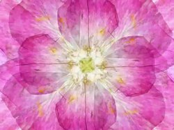 ROSE : eight petal (LOOP) Stock Footage