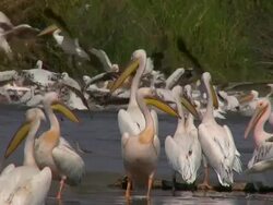 group of pelicans Stock Footage