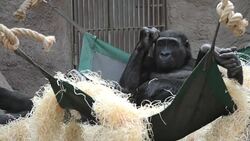CLEAN : Baby gorilla born in Prague zoo News Clip
