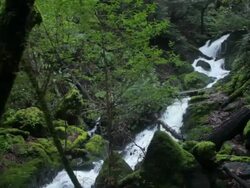 Forest Stream Stock Footage