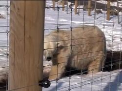 Polar bear enjoys relocation to Scottish Highlands News Clip