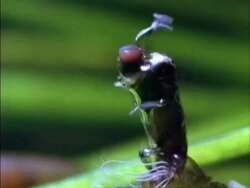 BCU Blackfly (Simuliid) adult emerging from cocoon, England Stock Footage