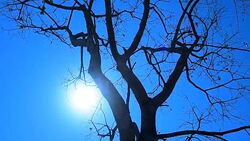 Tree summer at background sun. Stock Footage