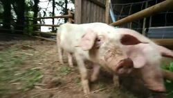 A piglet walks alongside a farmer's legs in his pigpen. Stock Footage