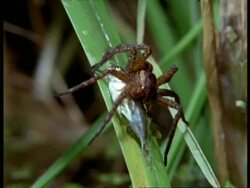 Swamp Spider (Dolomedes), eating fish on plant stem, England Stock Footage