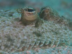 Leopard Flounder (Bothus pantherinus), portrait, ECU, Monad Shoa, Malapascua, Philippines Stock Footage